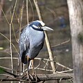 Yellow-crowned Night Heron